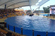 Loro Parque, Orca Show